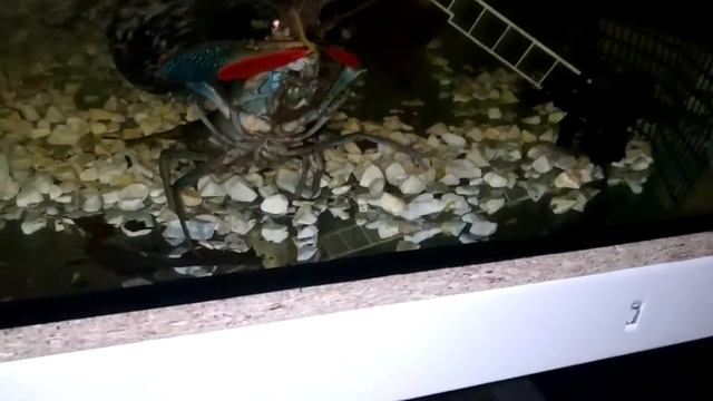 Как испражняется АККР, разведение австралийского красноклешневого рака в аквариуме смотреть онлайн