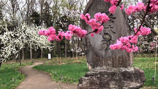 Temporada de sakura en Japón Sapporo Hokkaido смотреть онлайн