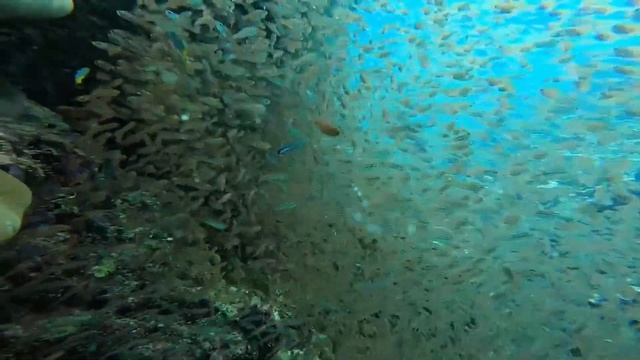 Съёмки под водой Красота подводного мира океана Завораживает Релакс смотреть онлайн