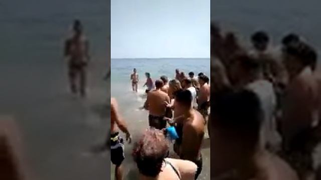 Гигантская рыба-пила на людном пляже смотреть онлайн