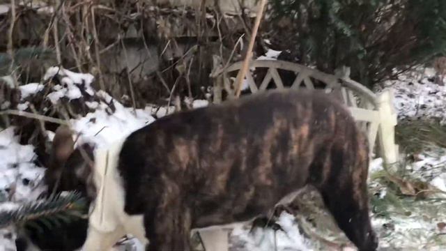 Бостонский терьер 👍 малыш мальчик 🎈 Кристоф с Волчьей земли 💞 смотреть онлайн