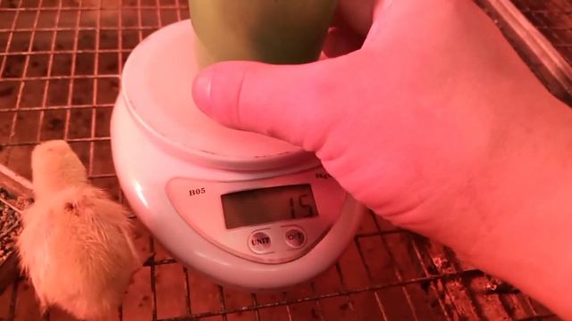 Первое взвешивание на пятые сутки. смотреть онлайн