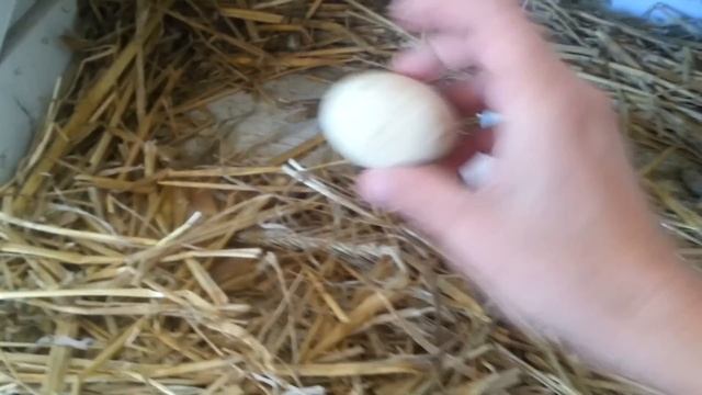 Blue And Green Chicken Eggs - Ameraucana / Easter Egger Chickens! смотреть онлайн