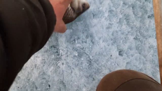 Супер закрытие последнего льда. Карась рвет леску и не лезет в лунки..mp4