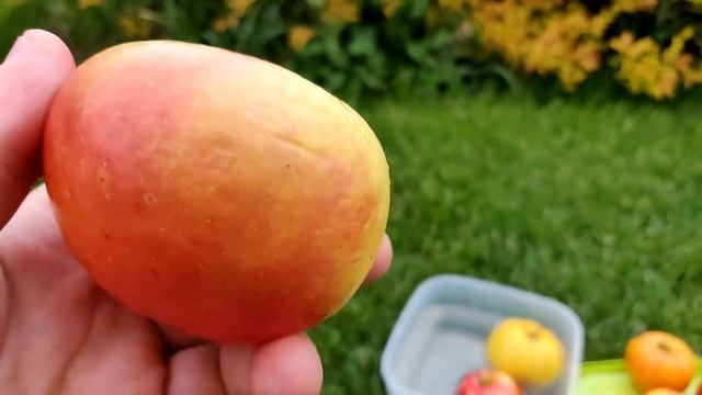 Обзор сортов яблони 24 мая 2020г. Сорта яблони Моди, Имант, Беркутовское, Памяти Липунову, Надзейны смотреть онлайн