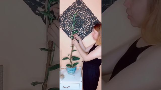 PROPAGATING MY MONSTERA PERU...water propagation🌿🌱 смотреть онлайн