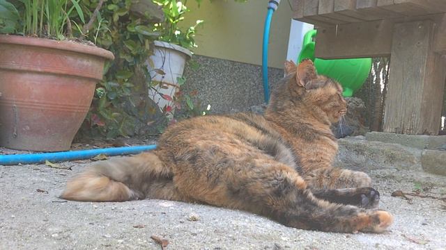じいじが教える種の撒き方、一緒に聞いている？CATNIP/イヌハッカ/西洋またたび【猫と日本の庭】 смотреть онлайн
