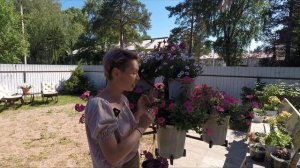 ПЕТУНИЯ ВИСТА.ОБЗОР СОРТА ВИСТА 2022