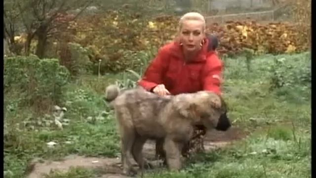 #ошибкивдрессировке Программа "Кто в доме хозяин" выпуск 9 смотреть онлайн