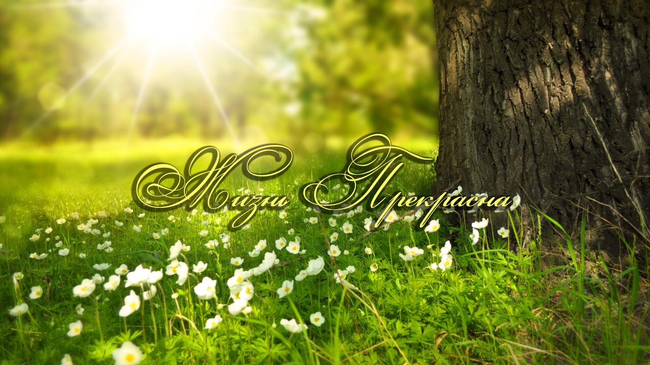 Жизнь прекрасна ? смотреть онлайн