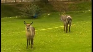 Тунис Путешествия натуралиста