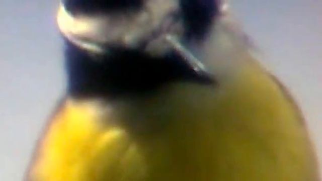 AVE TIPICA DE COSTA RICA EL PECHO MARILLO смотреть онлайн