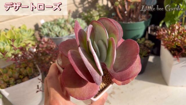 【多肉植物】庭の紅葉多肉８選❣️【ガーデニング】 смотреть онлайн