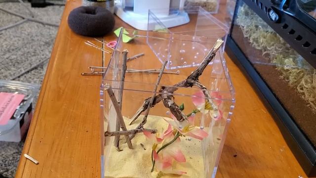 Latrodectus Hesperus (Western Black Widow) Rehouse