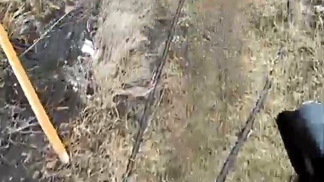 реакция собак на электрошокер