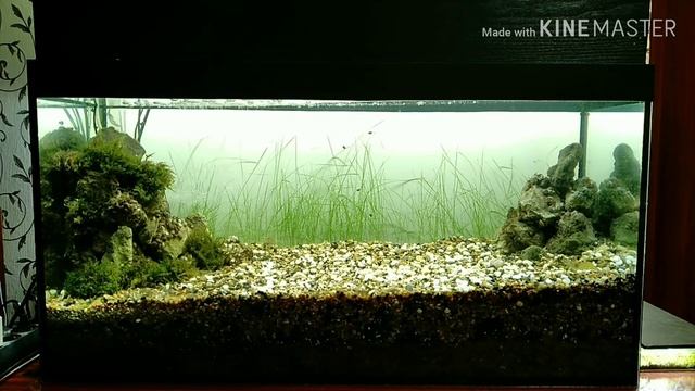 Задний фон аквариума из газонной травы/Lawn grass aquarium background смотреть онлайн