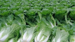 Виды капусты