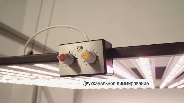 NEVA 800W смотреть онлайн
