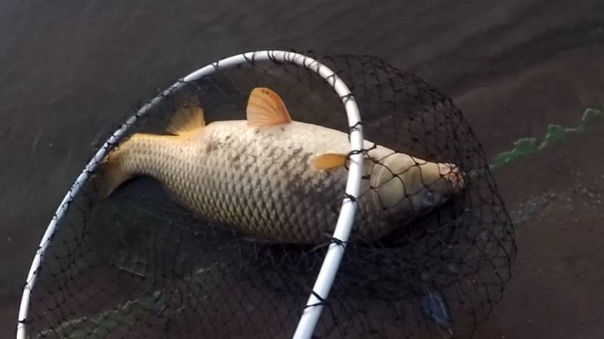 Ахтуба рыбалка АВГУСТ 2018 - место где можно славно отдохнуть и порыбачить. Фильмы ДИВЕРА