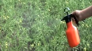 Применение карбамида (мочевины) на огороде