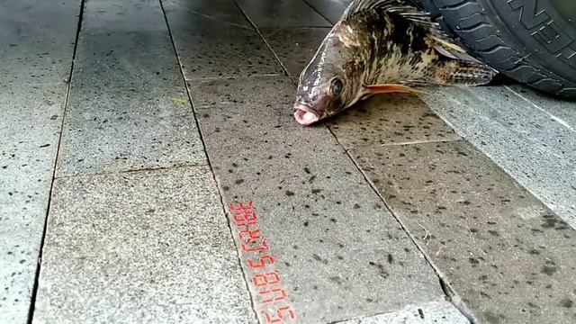 EKSPERIMEN MOBIL VS IKAN BESAR MONSTER NILA VS MOBIL MAINAN ANAK ASMR SATISFYING VIDEO