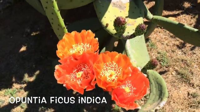 Opuntia ficus indica. Garden Center online Costa Brava - Girona. смотреть онлайн