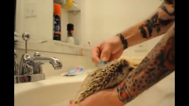 Самые милые ежики, Подборка смотреть онлайн