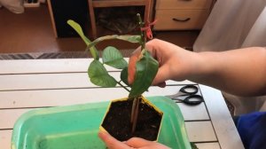 Спасаем домашний лимон/ 2 часть/ Почему Лимон плохо растет Детальный осмотр. Немного о формировке