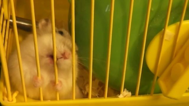 Хомяк неистово грызет клетку / Hamster biting the cage frantically смотреть онлайн
