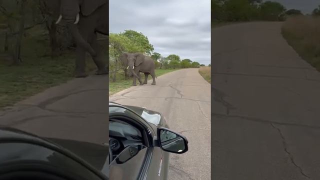 Туристическая Компания В поисках приключений в Африке смотреть онлайн