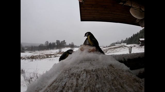 Птицы. Синицы. смотреть онлайн