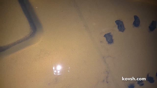 История ремонта форсунок Delphi на SsangYong Rexton I 2.7d D27DT смотреть онлайн