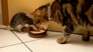 крыса отнимает еду у кошки