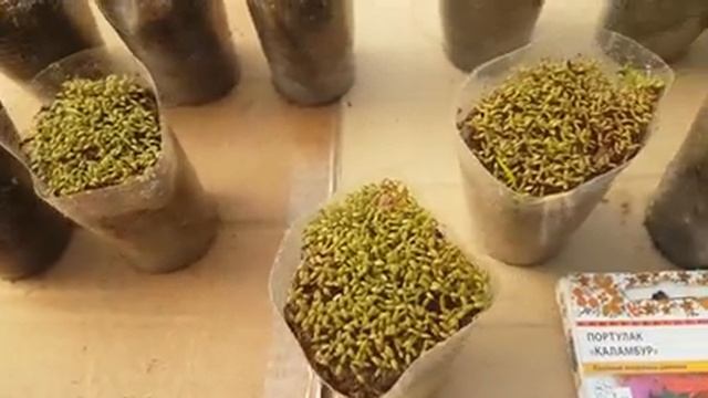 Сад и огород