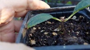 Черенки  гортензий не растут?♀️.Реанимация.