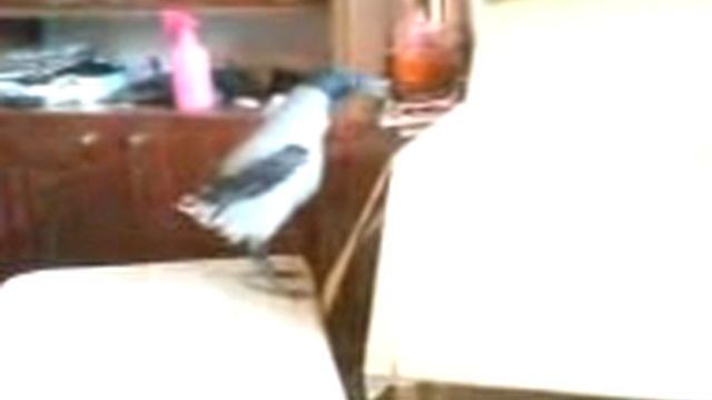 Умная ворона дома ))