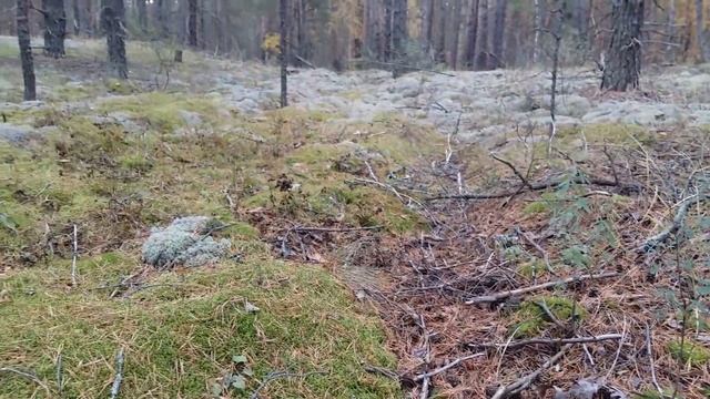 Белый гриб-Боровики-Красный Стекловар 13.1017-2