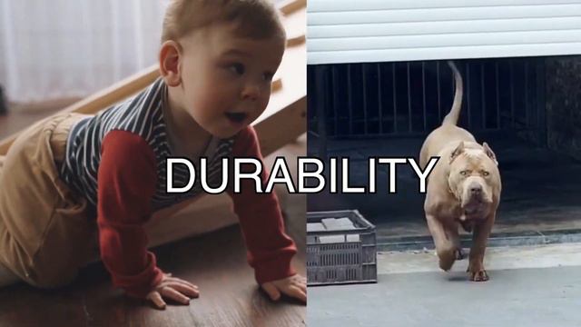 Pitbull Vs Toddler