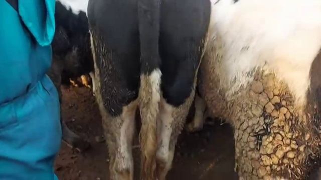 БУКАИ КАЛОН БУКАЧА МОДГОВИ КУСИР ВАЗНИ ЗИНДА МОЛБОЗОРИ ДУШАНБЕ ЖЫВОЙ ВЕСЬ 25 ноября 2021 г. смотреть онлайн