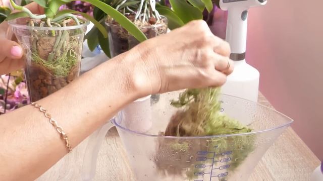 ДЕЛИКАТНЫЙ простой способ пересадки. Из мха КУДА пересадить.