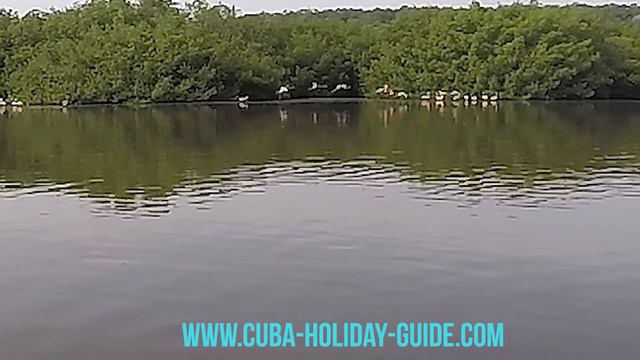 Pink flamingoes at Laguna Guanaroca near Cienfuegos, Cuba смотреть онлайн