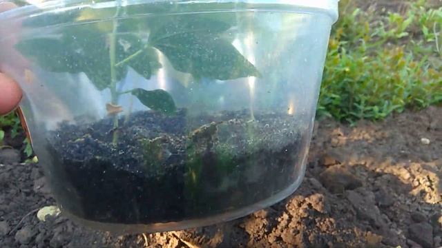 Высадка маракуйи в открытый грунт.Украина.#деревенские Planting passion fruit in open ground . смотреть онлайн