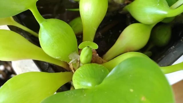 Эйхорния водный гиацинт. Цветение на подоконнике. смотреть онлайн