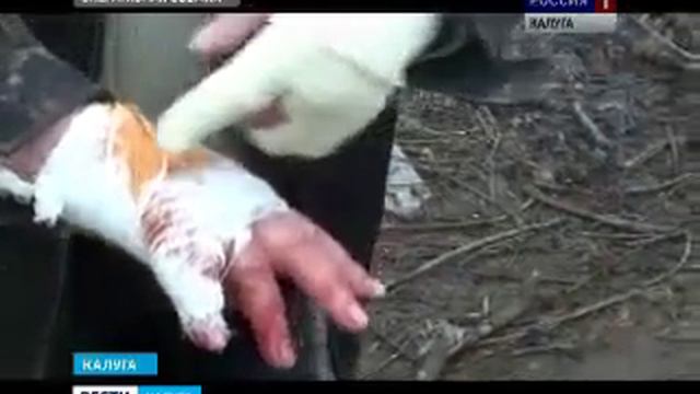В Турынино бродячие собаки загрызли человека смотреть онлайн