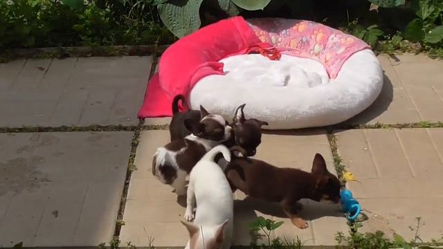 А У ВАС ЕСТЬ ЧИХУА ? смотреть онлайн