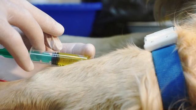 Франшиза ветеринарной клиники 