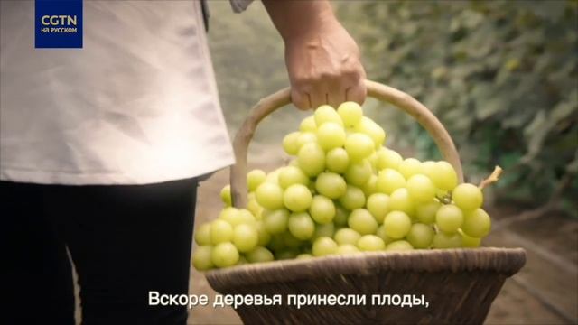 Усилия Си Цзиньпина по искоренению бедности в Китае: экономическая модель пригородов смотреть онлайн