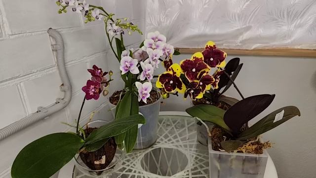 Все ОРХИДЕИ Проснутся от ТАКОЙ ПОДКОРМКИ❗ БУТОНОВ и КОРНЕЙ БУДЕТ БОЛЬШЕ❗ смотреть онлайн