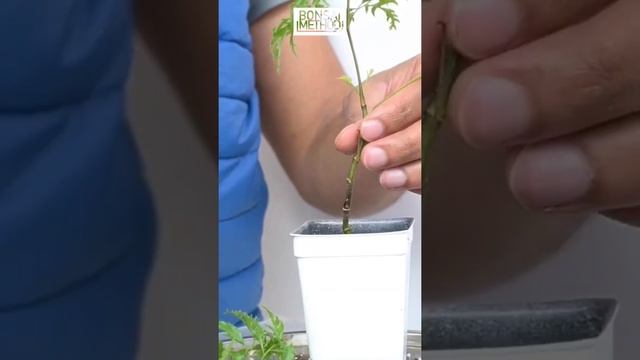 Ming Aralia | Polyscias Fruticosa | Potting Cuttings | Nature Audio смотреть онлайн