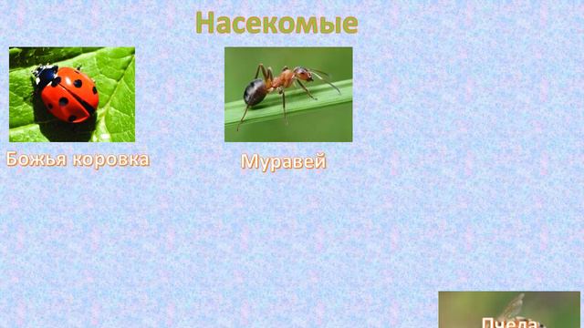 Насекомые